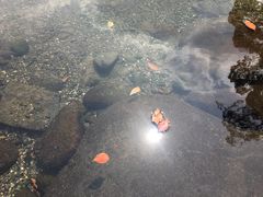 -水前寺成趣园
