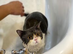 -momokira米努特·德文卷毛猫·棉花面纱犬