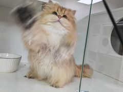 -十月米努特矮脚猫舍