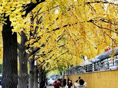 -三里屯东五街银杏大道