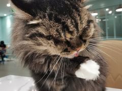 -安格丽娜·狗咖·猫咖羊驼咖(春熙路百盛商场店)