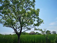 -梁鸿国家湿地公园