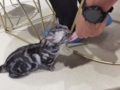 -藏猫猫咖啡主题馆(中央大道店)