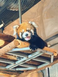 点击看大图 -Zoolung Zoolung动物主题公园(海信广场店)
