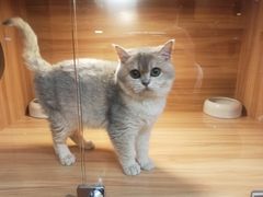 -猫十亿·布偶金渐层·曼基康矮脚猫舍(青年路店)