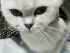 -半岛宠物医院24小时(白果林店)