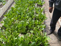 -甜心庄园·甜心草莓采摘园(西青中北店)