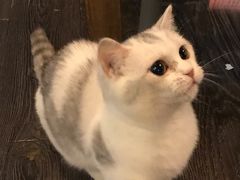 -吉丁鸟咖·异宠·寄养