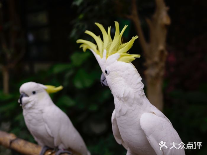 南宫五洲植物乐园图片