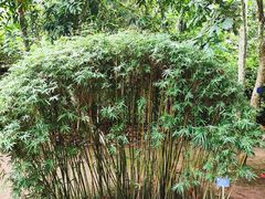 -中国科学院西双版纳热带植物园
