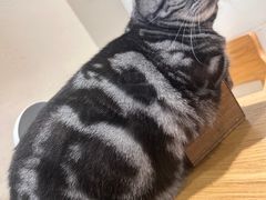 -藏猫猫咖啡主题馆(中央大道店)