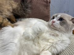 -猫亿天猫咖
