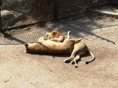 -大连森林动物园