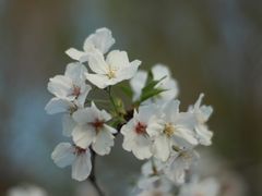-顾村公园