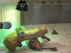 -FAIRYLAND龙族星球主题餐厅(凯丹广场店)