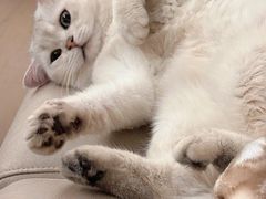 -猫十亿·布偶金渐层·曼基康矮脚猫舍(青年路店)