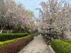 -海棠花溪(元大都城垣遗址公园)