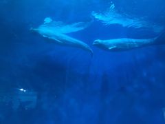 -芜湖新华联大白鲸海洋公园