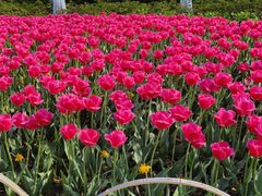 -玄武湖景区-情侣园游乐场