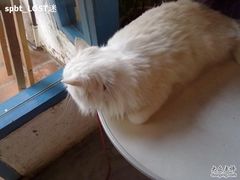 -Babycat私家御饼屋(龙头路一店)