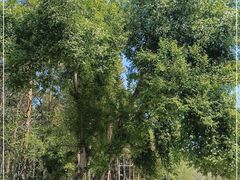 -黑龙江省森林植物园