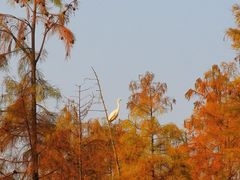 -白鹭湾湿地公园