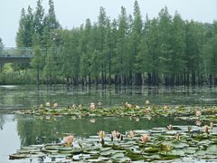 -白鹭湾湿地公园