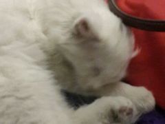 android_upload_pic-Sirena海妖日咖夜酒