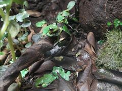 -广州长隆飞鸟乐园