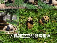 -中国大熊猫保护研究中心雅安碧峰峡基地