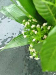 -HEYAN荷妍专业脱毛连锁机构