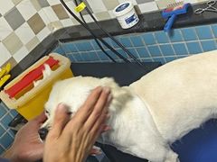 -千城康桥宠物医院·猫科·骨科·心脏