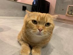 -猫儿山۰猫主题餐厅