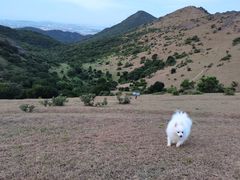 -大姆山草场