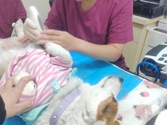 -美联众合动物医院·24h转诊中心