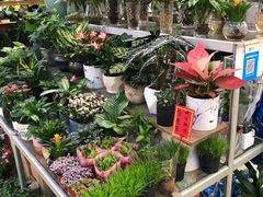 -双季花艺园艺市场(浦东店)