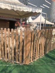 -萌宠亲子动物乐园(槐房万达店)