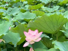 -深圳仙湖植物园