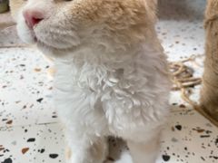 -毛绒耶耶撸宠馆·猫咖·狗咖·荷兰猪咖
