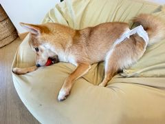 -南京Hallo宠物乐园·哈罗犬舍·柴犬繁育基地