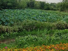 -西溪国家湿地公园