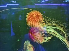 -海合安成都极地海洋公园