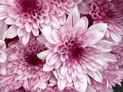 -循礼门鲜花花市(武汉循礼门店)