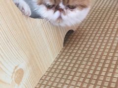 -喵屿·大理花园猫咖