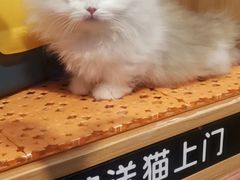 -欣宠猫屋·矮脚拿破仑·蓝金金渐层