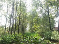 -溱湖国家湿地公园