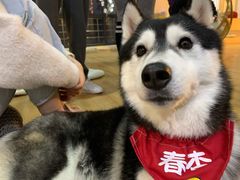 -Husky Go! 哈士奇体验馆·宠物咖啡厅狗咖