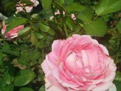 -人民公园(罗湖区)