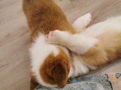 -浣熊柯尔鸭土拨鼠·电玩咖