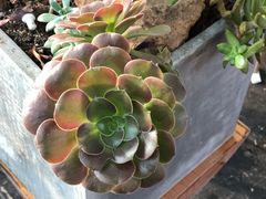 -北马山庄植趣咖啡